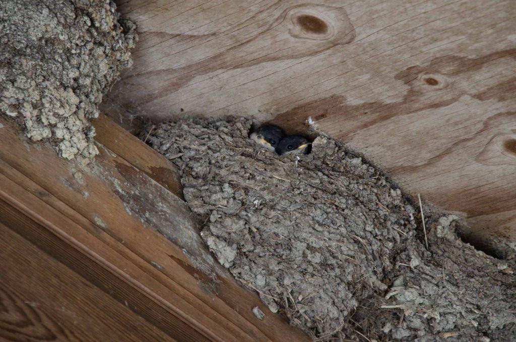 vogelkijkgebieden noord nederland