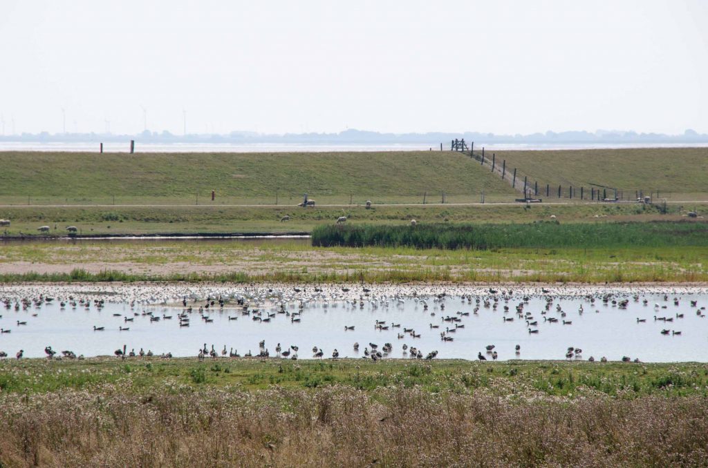 vogelkijkgebieden noord nederland