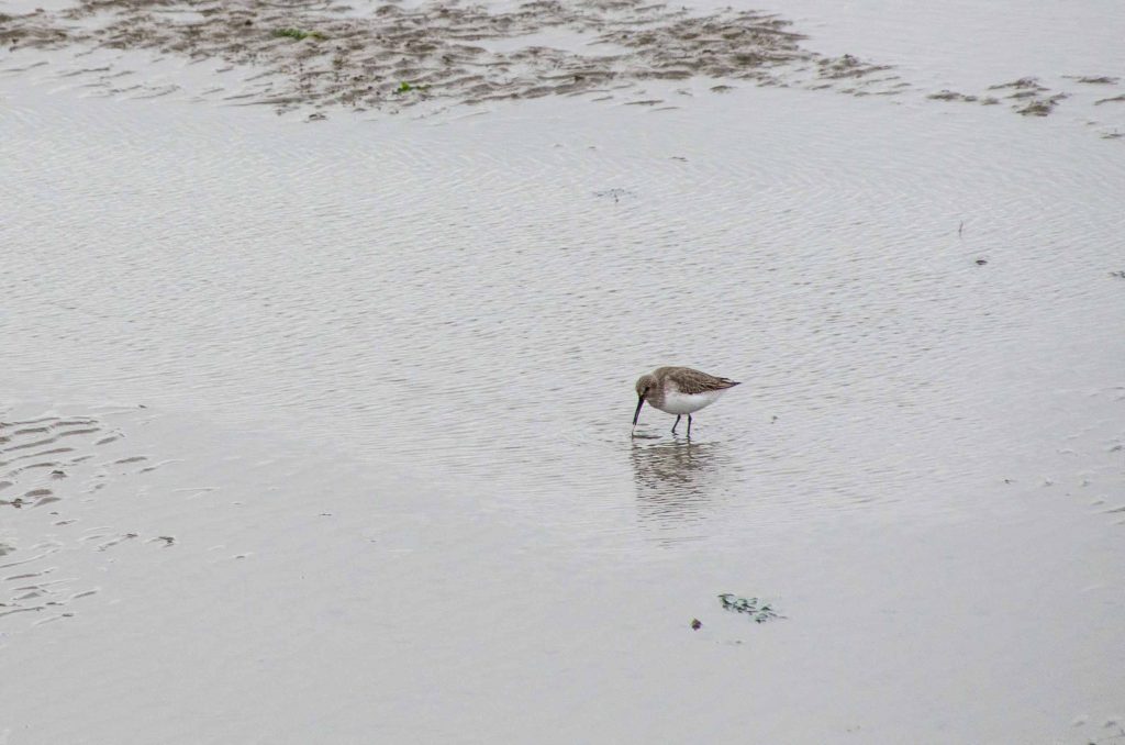 vogelkijkgebieden noord nederland