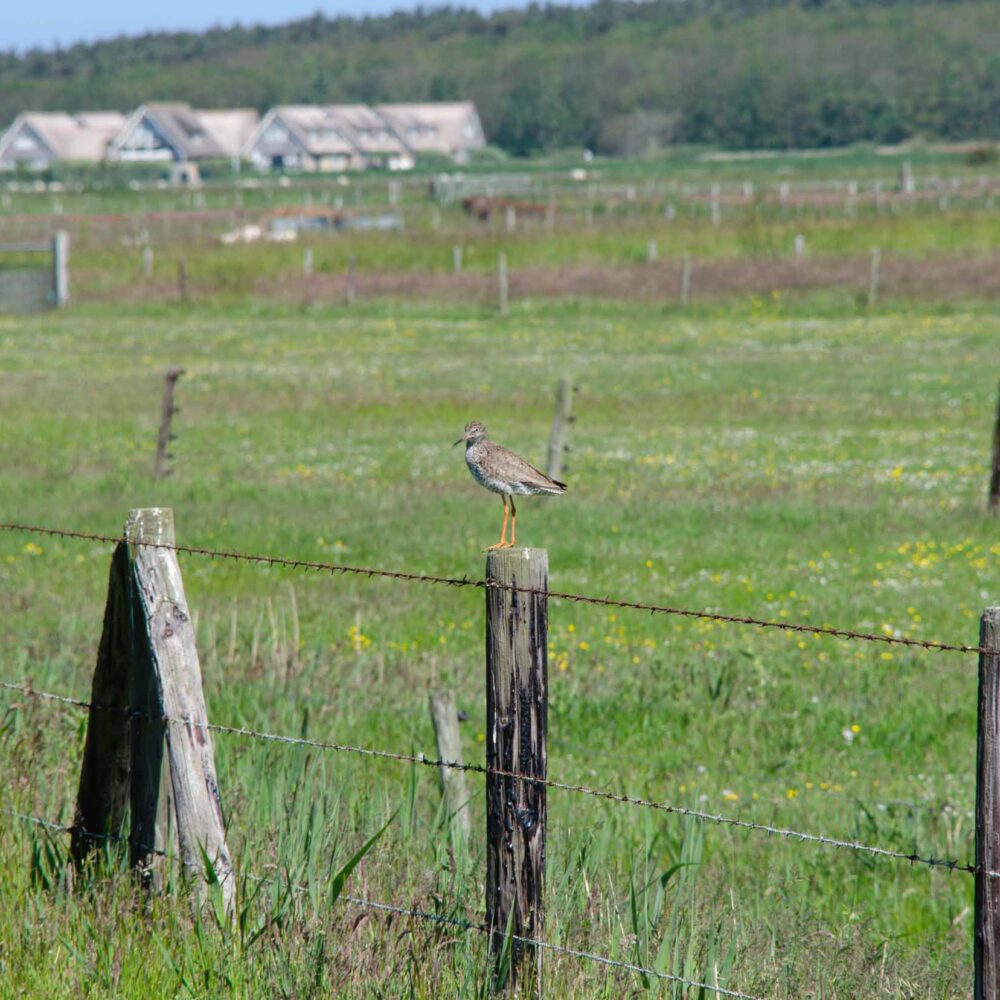 vogelkijkgebieden noord nederland