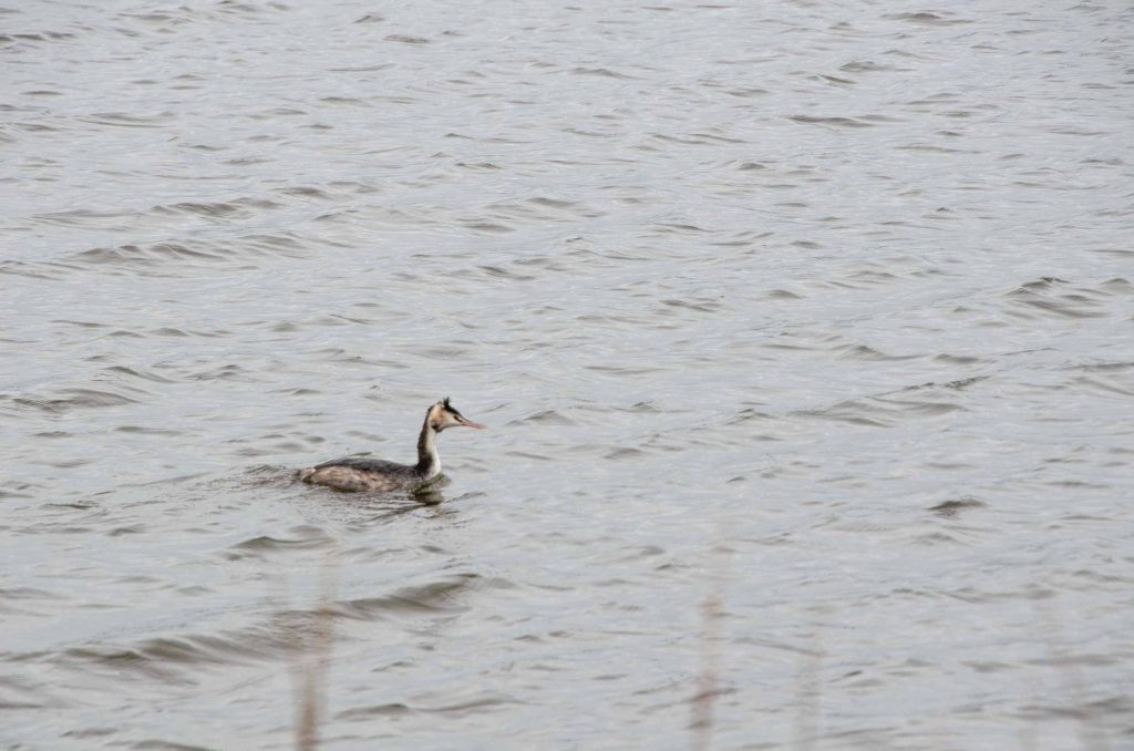 vogelkijkgebieden noord nederland