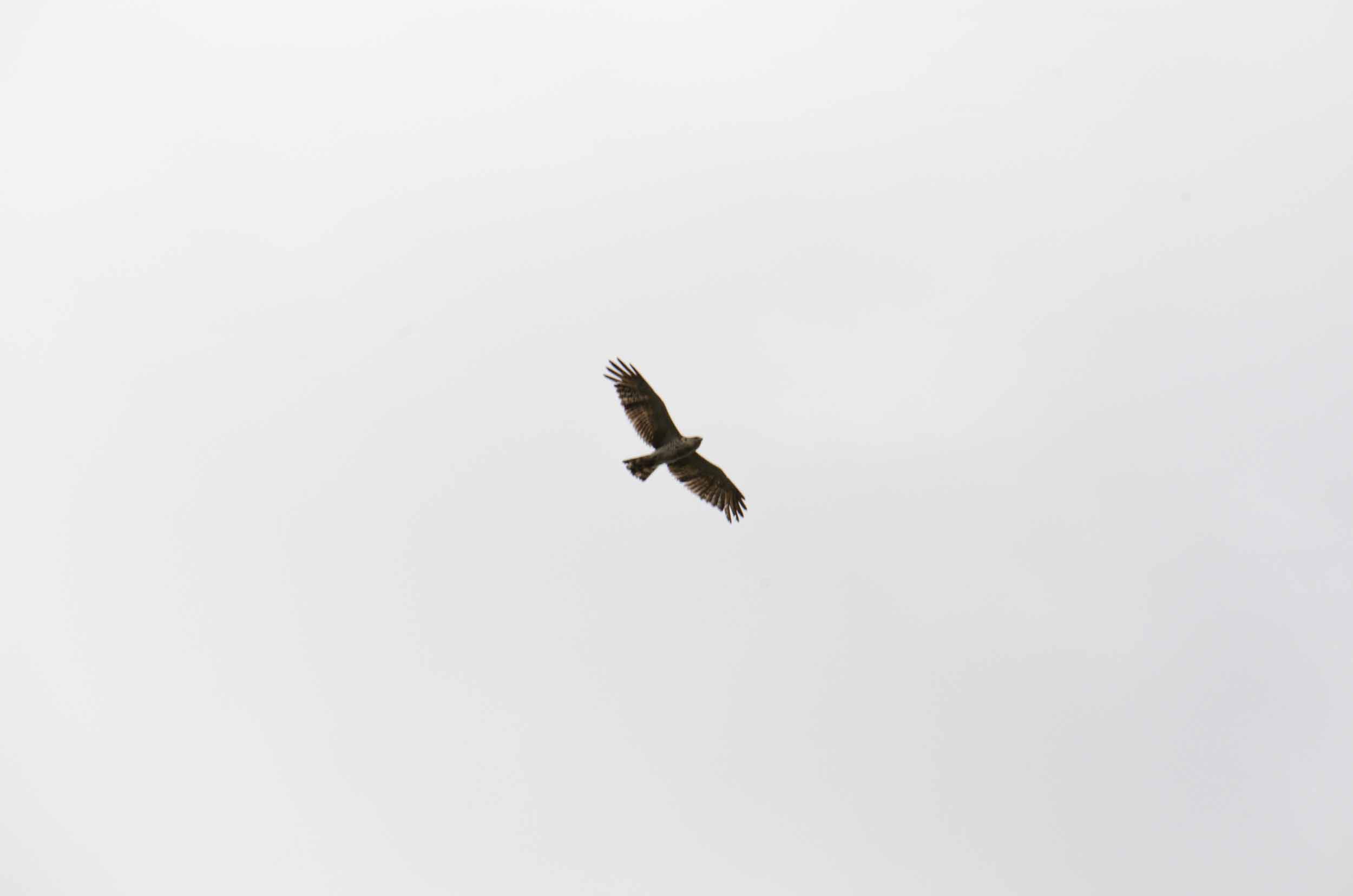 vogelkijkgebieden noord nederland