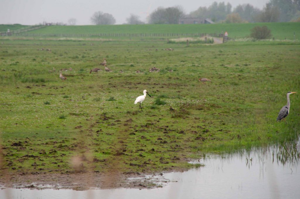 vogelkijkgebieden noord nederland