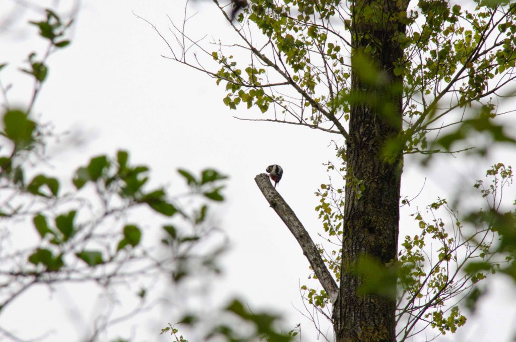 vogelkijkgebieden noord nederland