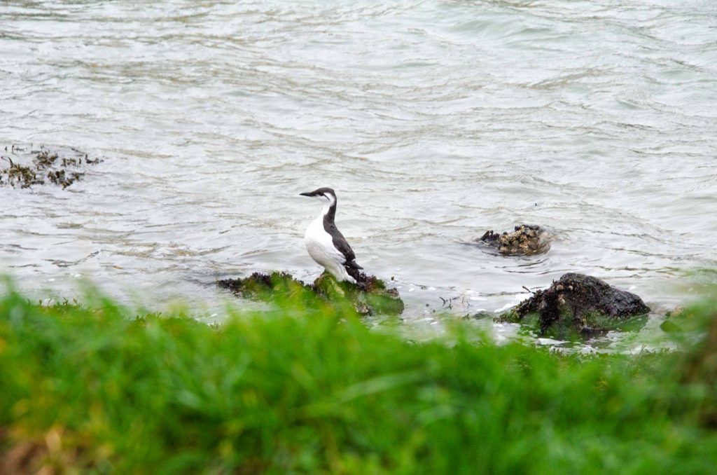 vogelkijkgebieden noord nederland