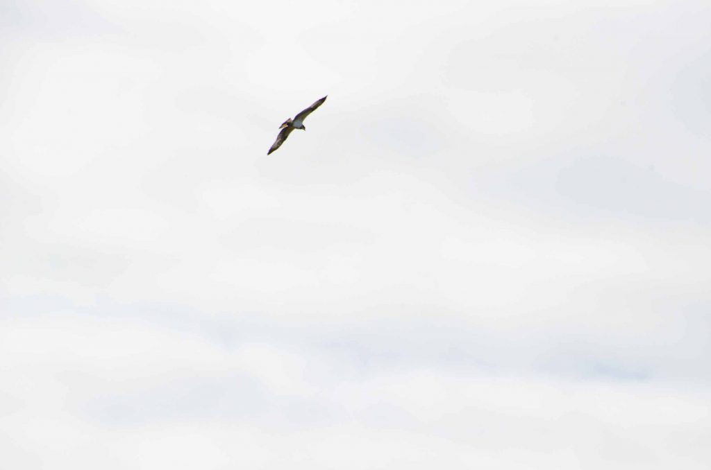 vogelkijkgebieden noord nederland