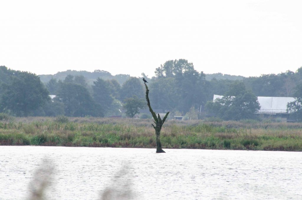 vogelkijkgebieden noord nederland