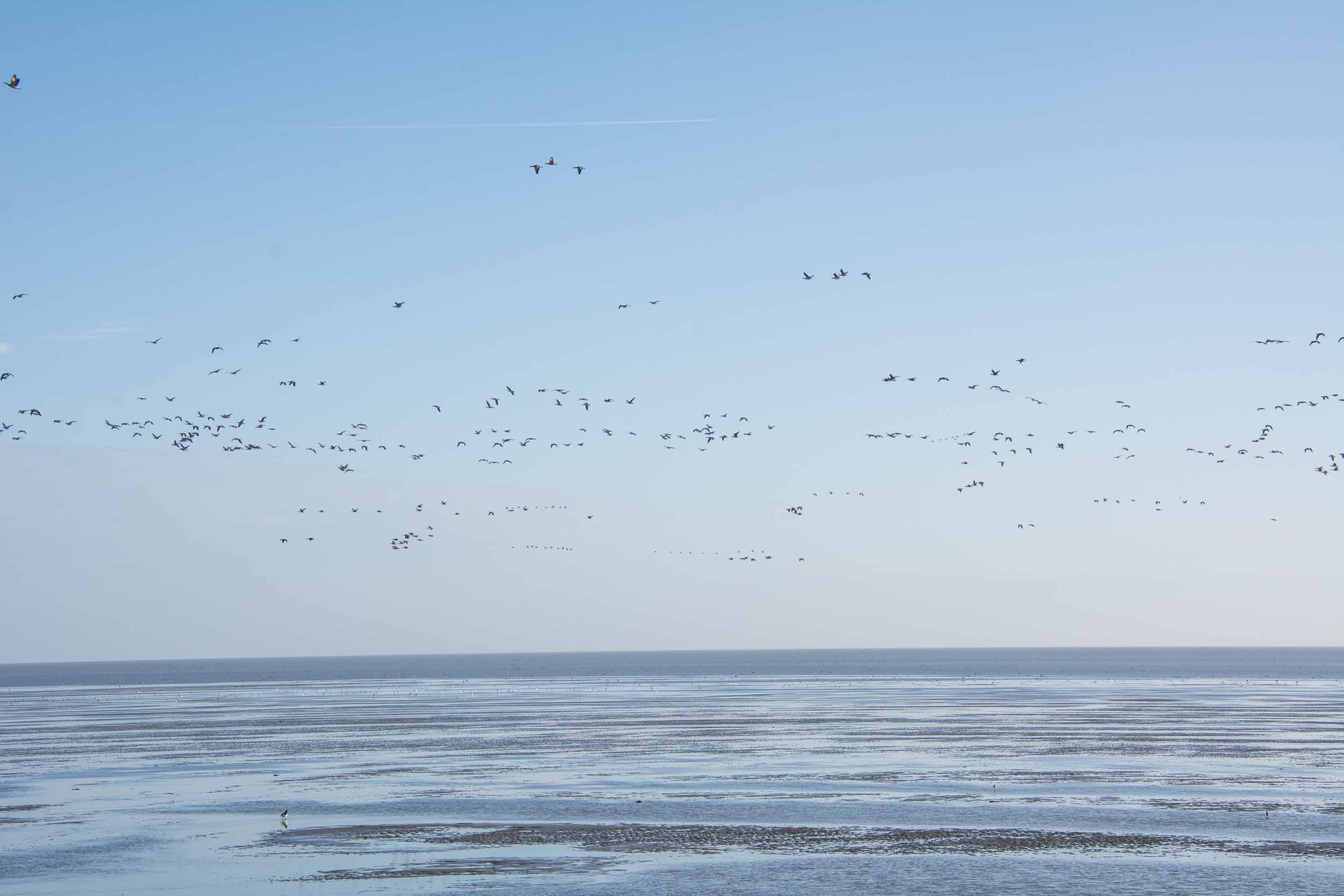Schipsdune Oosterend