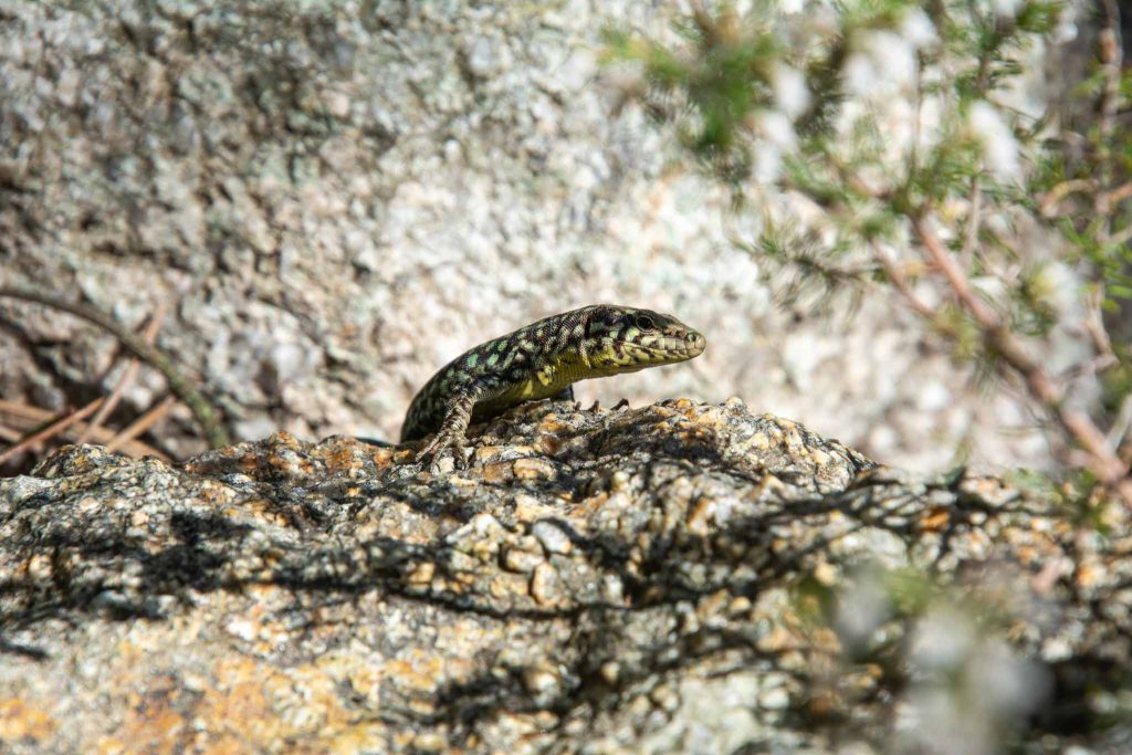 Casade des Anglais op Corsica