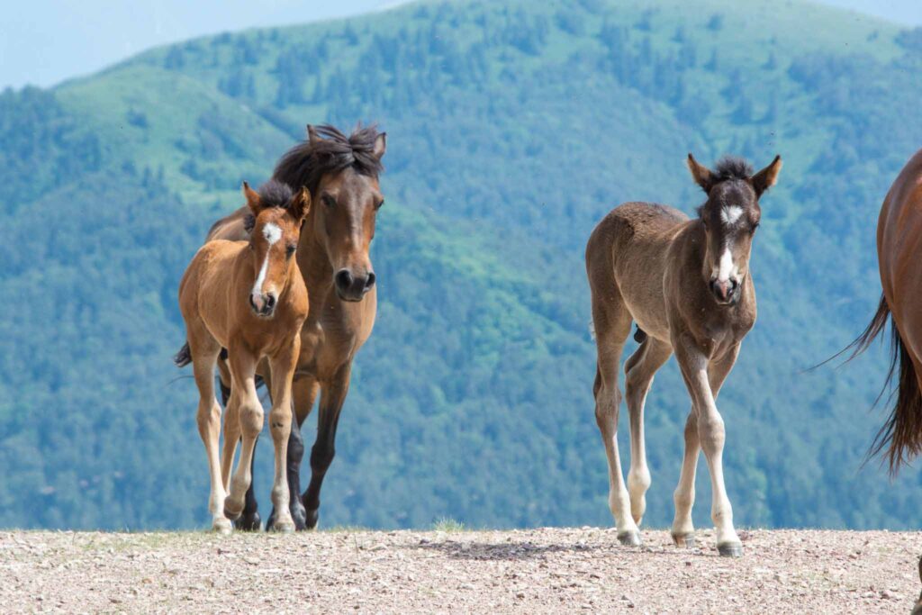 Biogradska National Park