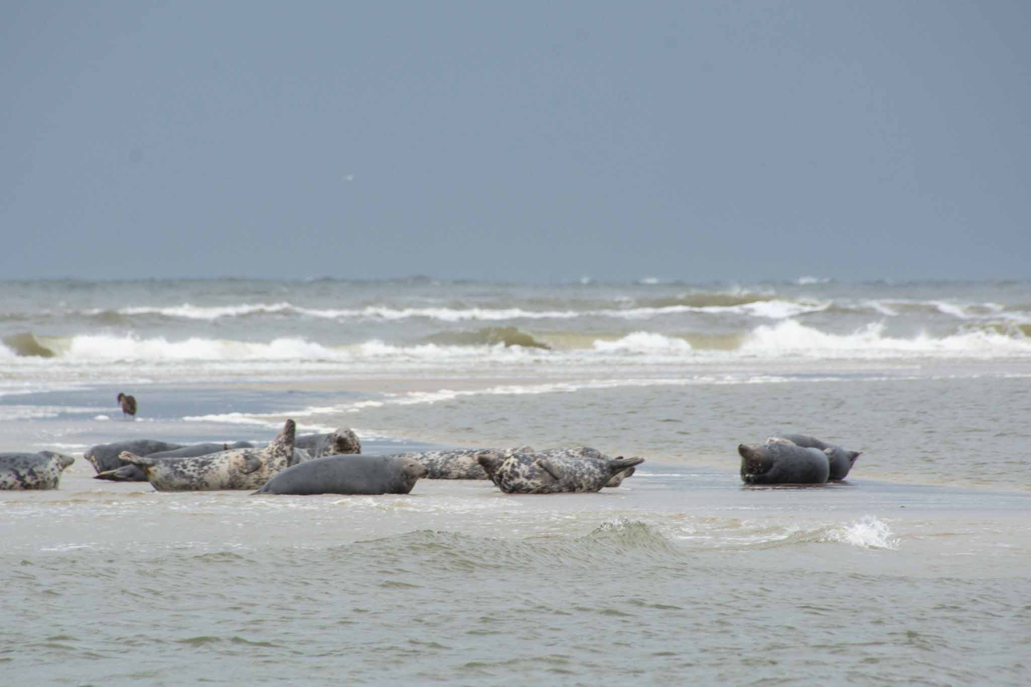 Zeehonden op Borkum