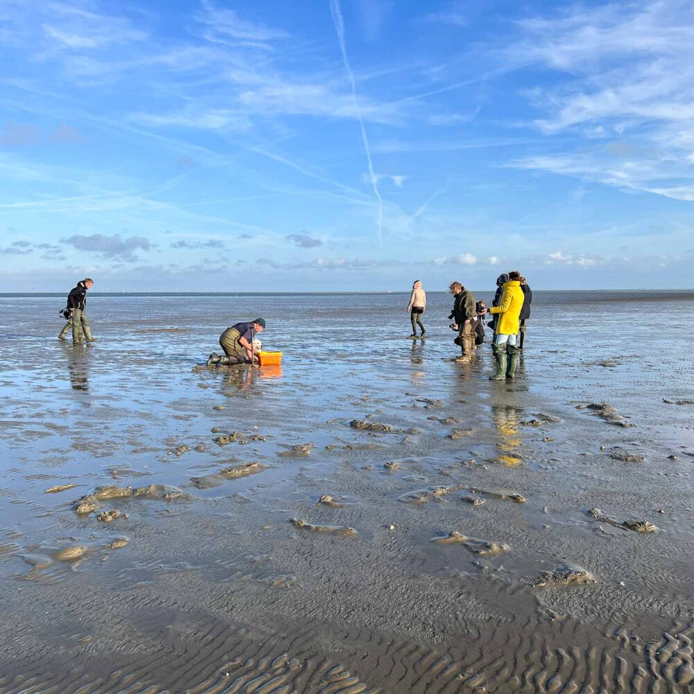 Culinaire Wadden Weken