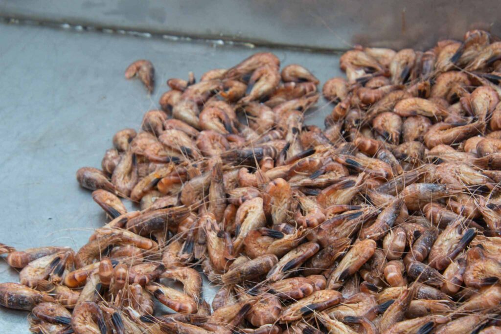 Culinaire Wadden Weken