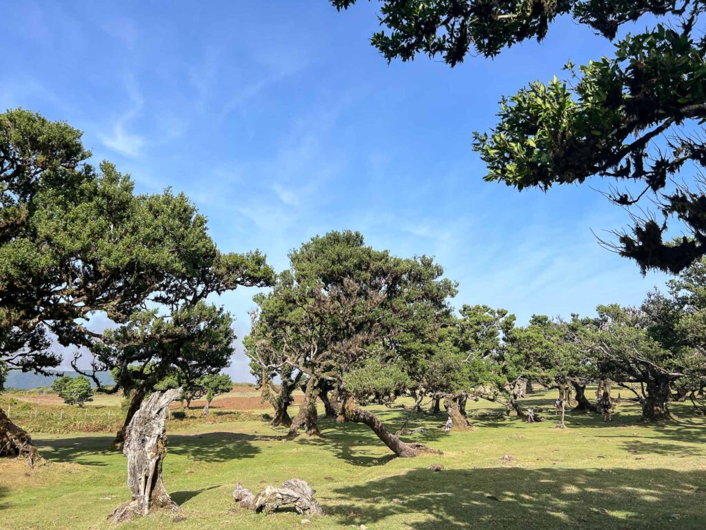 Oerbos van Fanal op Madeira