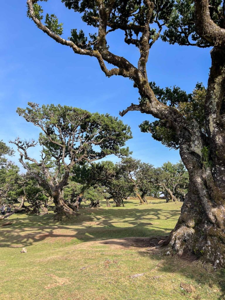 Oerbos van Fanal op Madeira