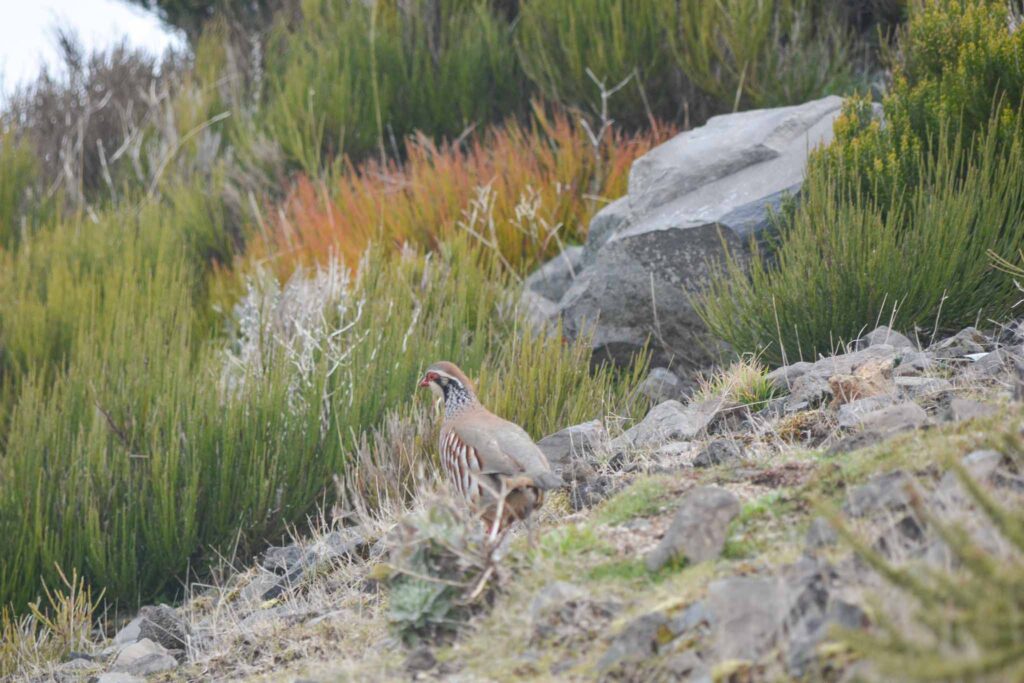 PR1- Pico do Arieiro to Pico Ruivo
