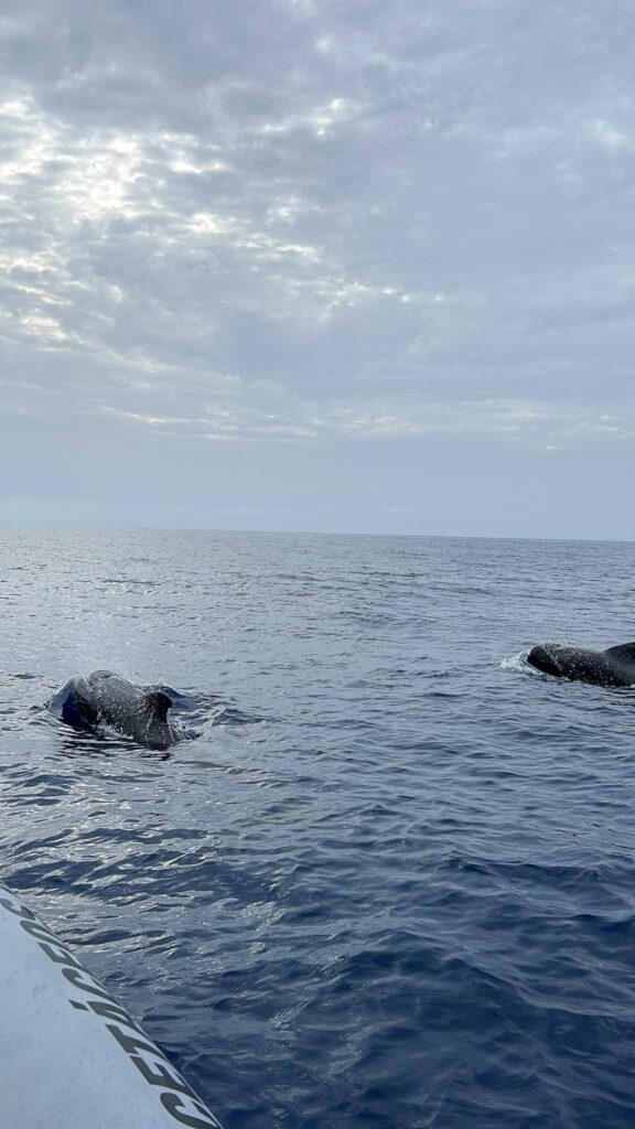 Walvissen en dolfijnen spotten op Madeira