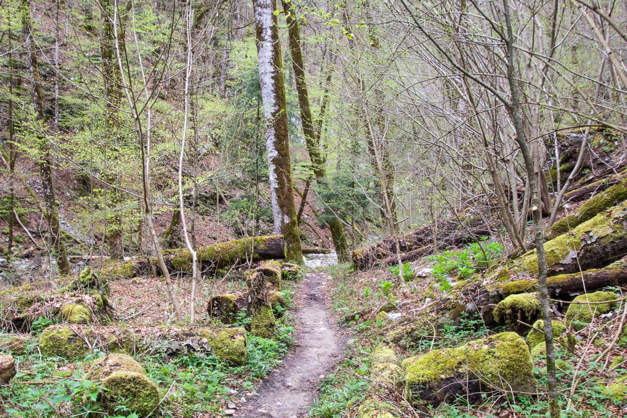 Risnjak National Park Rivier Kupa