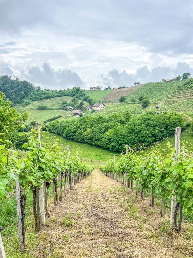 Wijn in het oosten van Slovenië