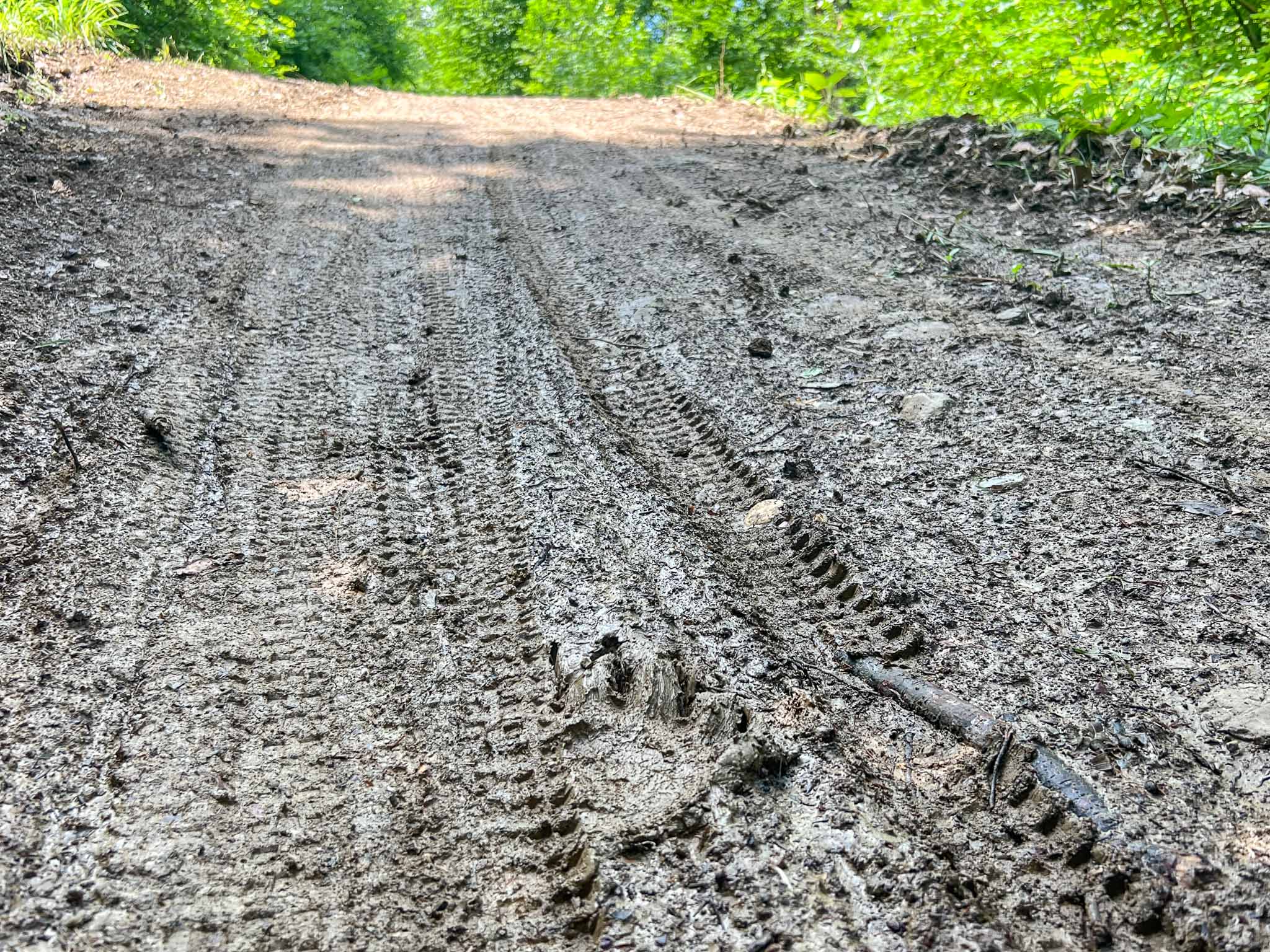 Beren sporen in Kočevsko Slovenië