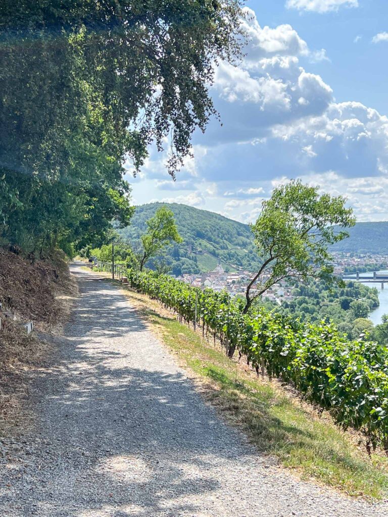 Churfranken rotwein wanderweg
