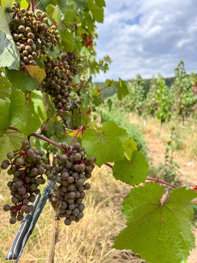 Churfranken rotwein wanderweg