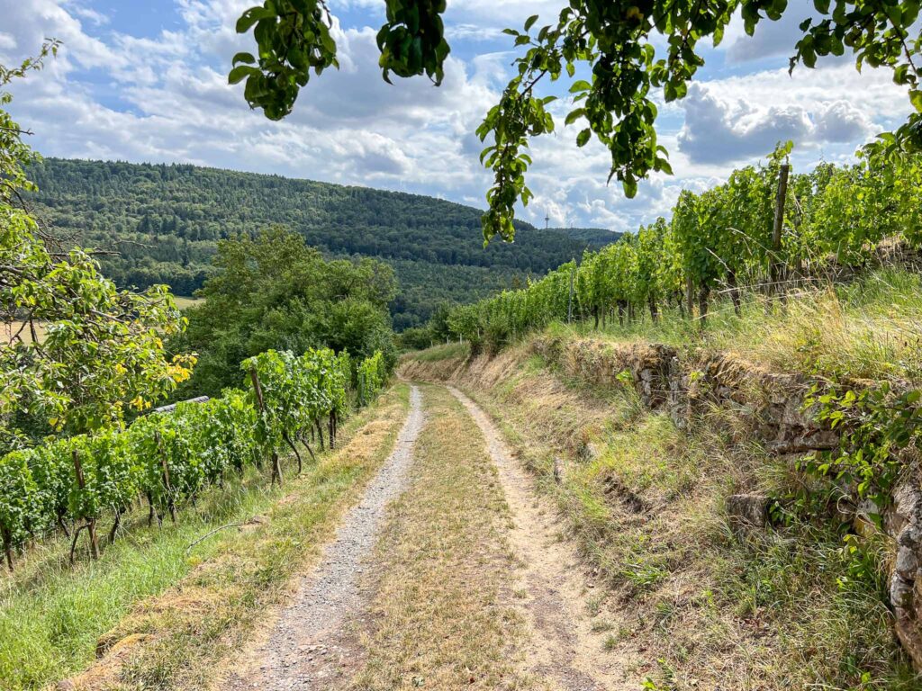 Churfranken rotwein wanderweg