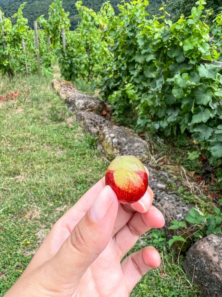 Churfranken rotwein wanderweg