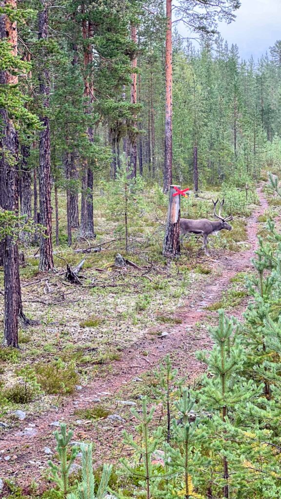 Rendieren bij de Inlandsbanan