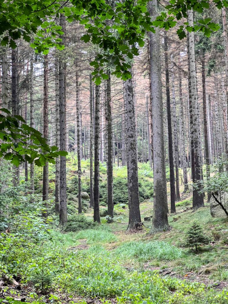 Oberlausitzer Bergweg  etappe 6