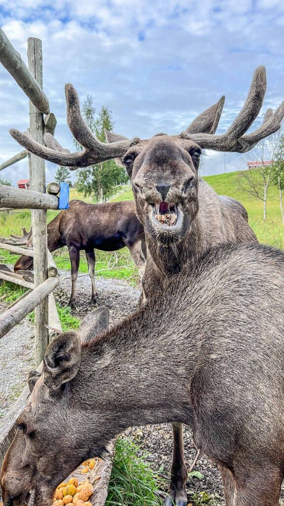 Moose Garden in Ostersund