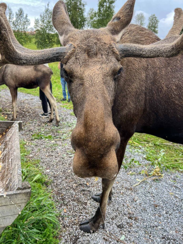 Moose Garden in Ostersund