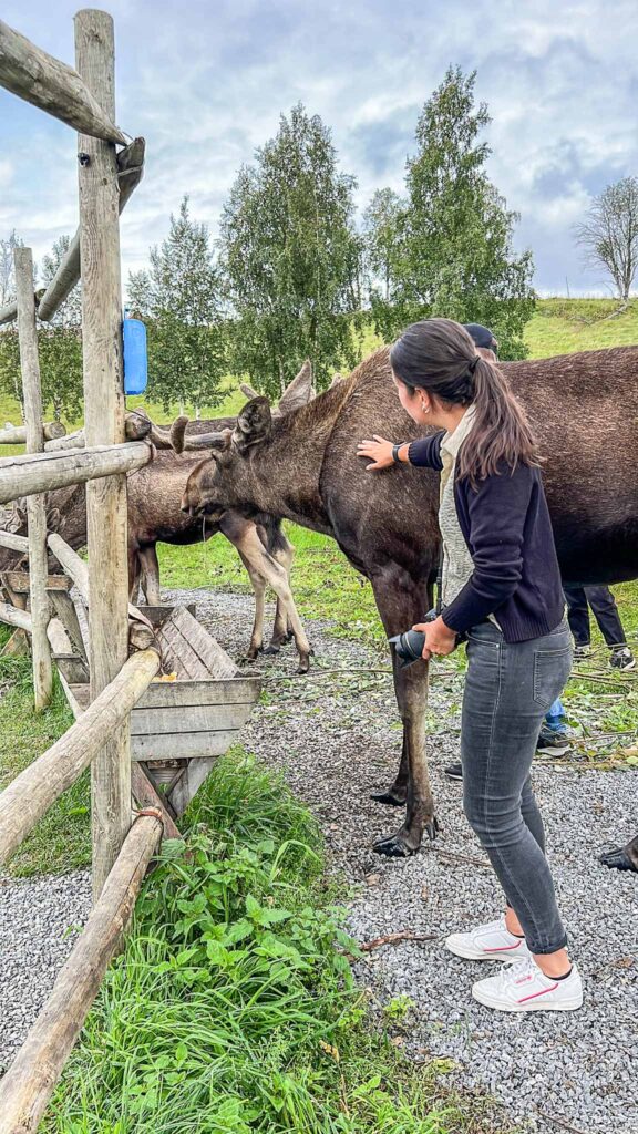 Moose Garden in Ostersund