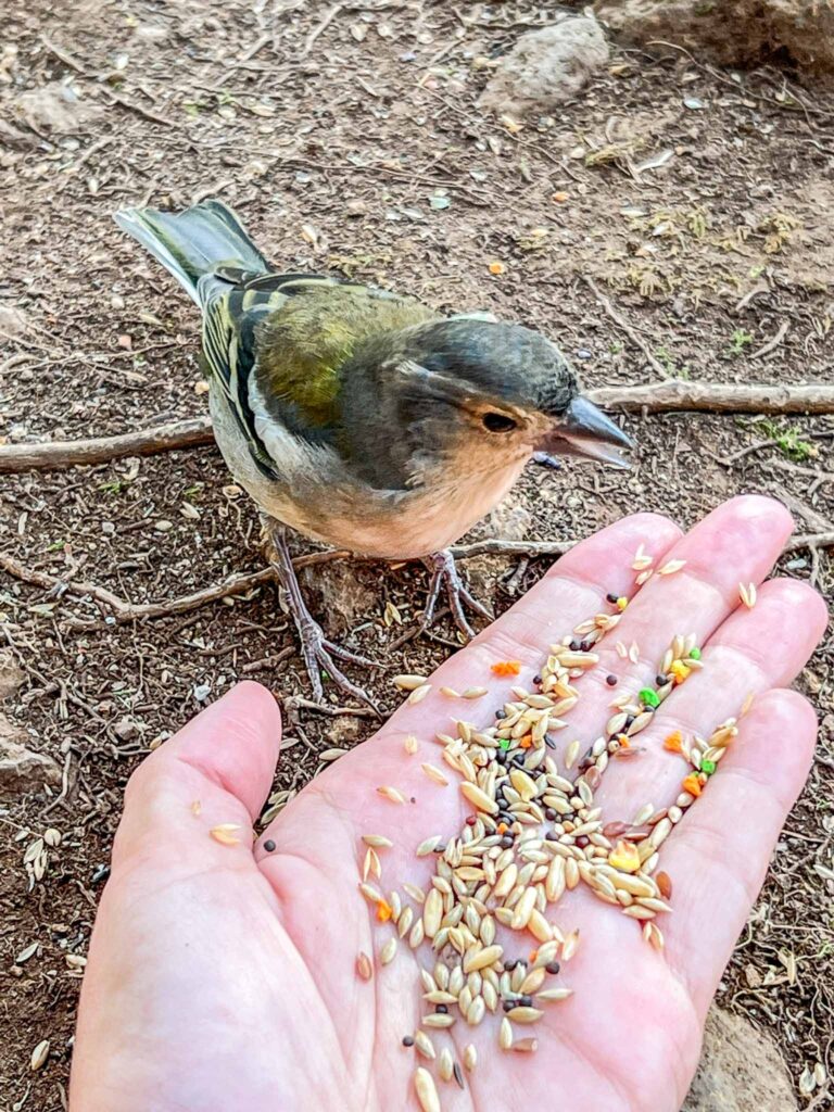 Uitzichten op Madeira Vereda dos Balcões