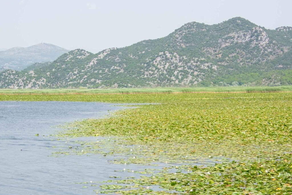 lake Skadar National Park in Montenegro