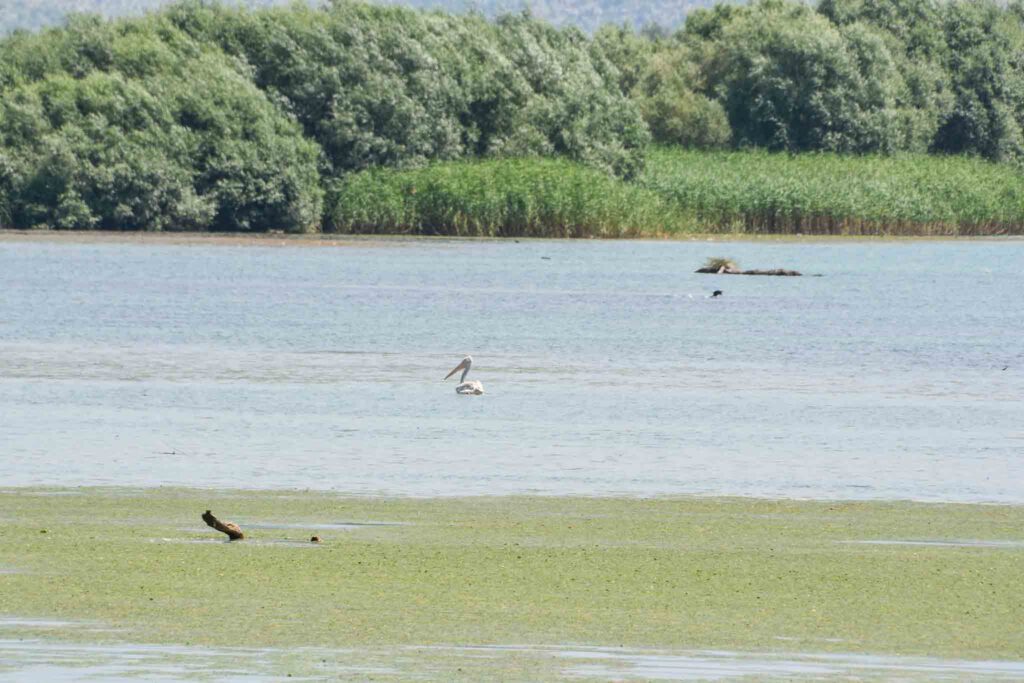 Kroeskoppelikaan lake Skadar National Park in Montenegro