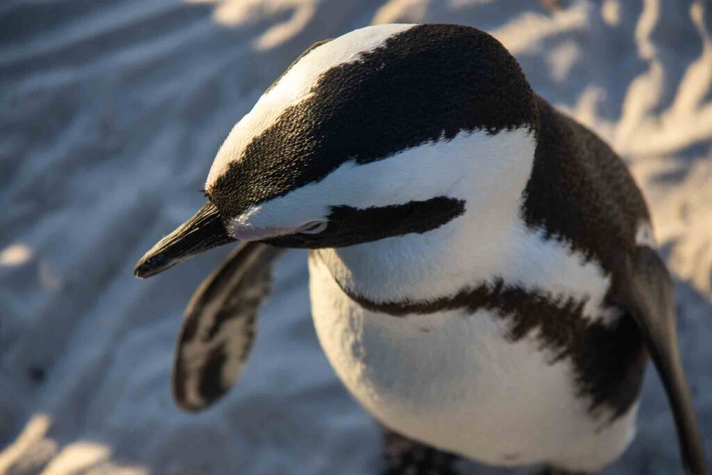 Boulders Beach in Kaapstad