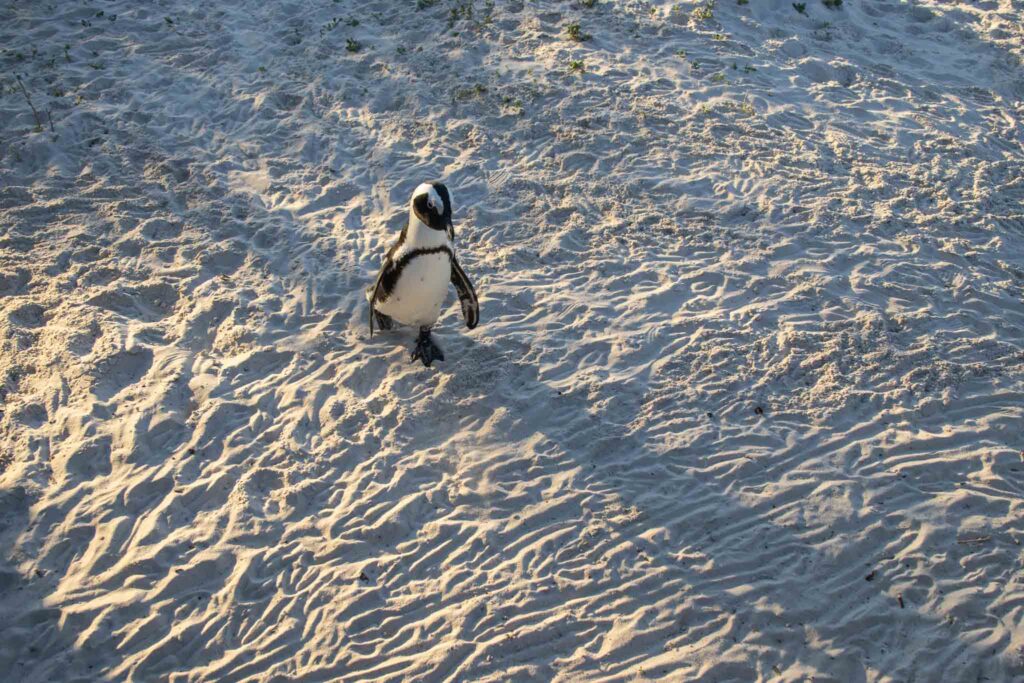 Boulders Beach in Kaapstad
