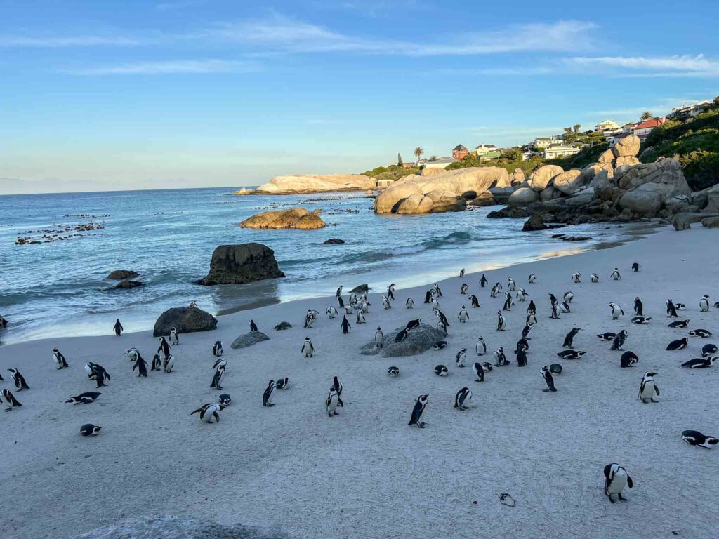 Boulders Beach in Kaapstad