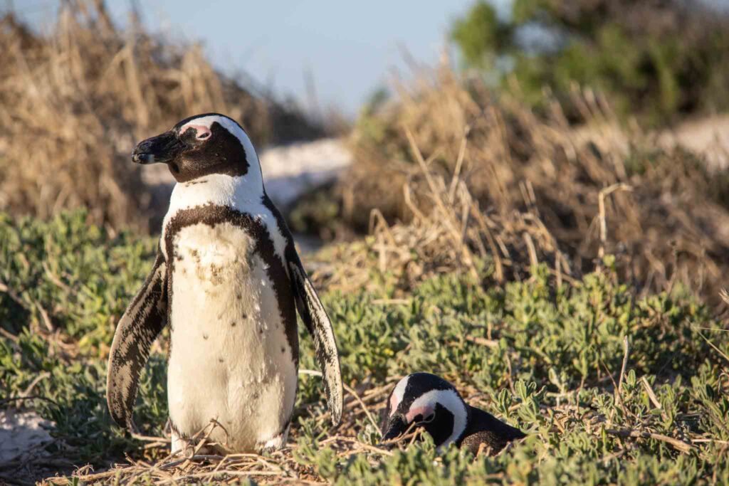 Boulders Beach in Kaapstad