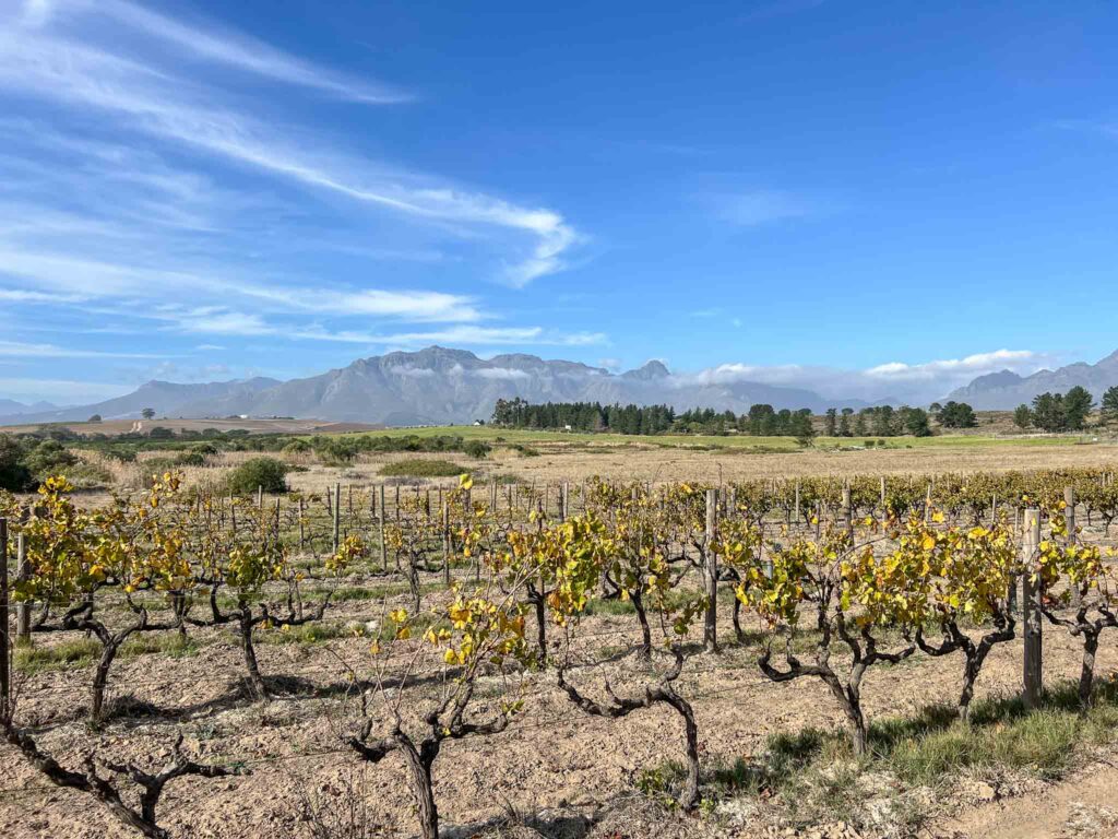 Spier Stellenbosch