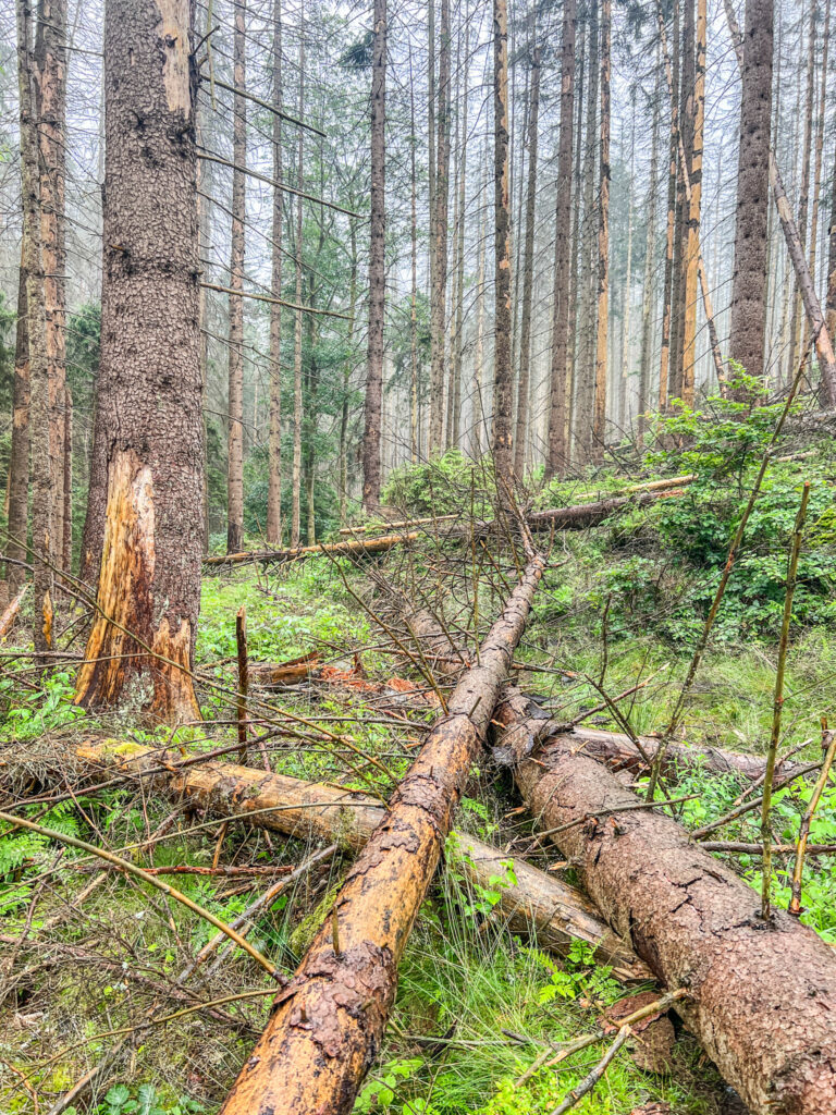 Hřebenovka etappe 2