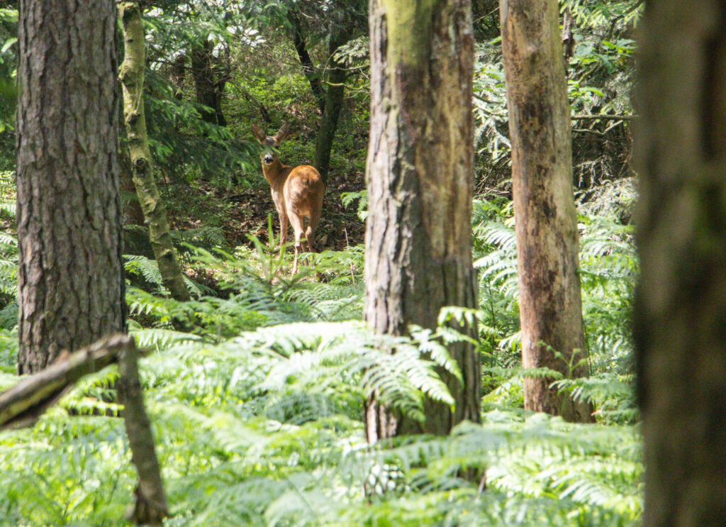 Hřebenovka etappe 3