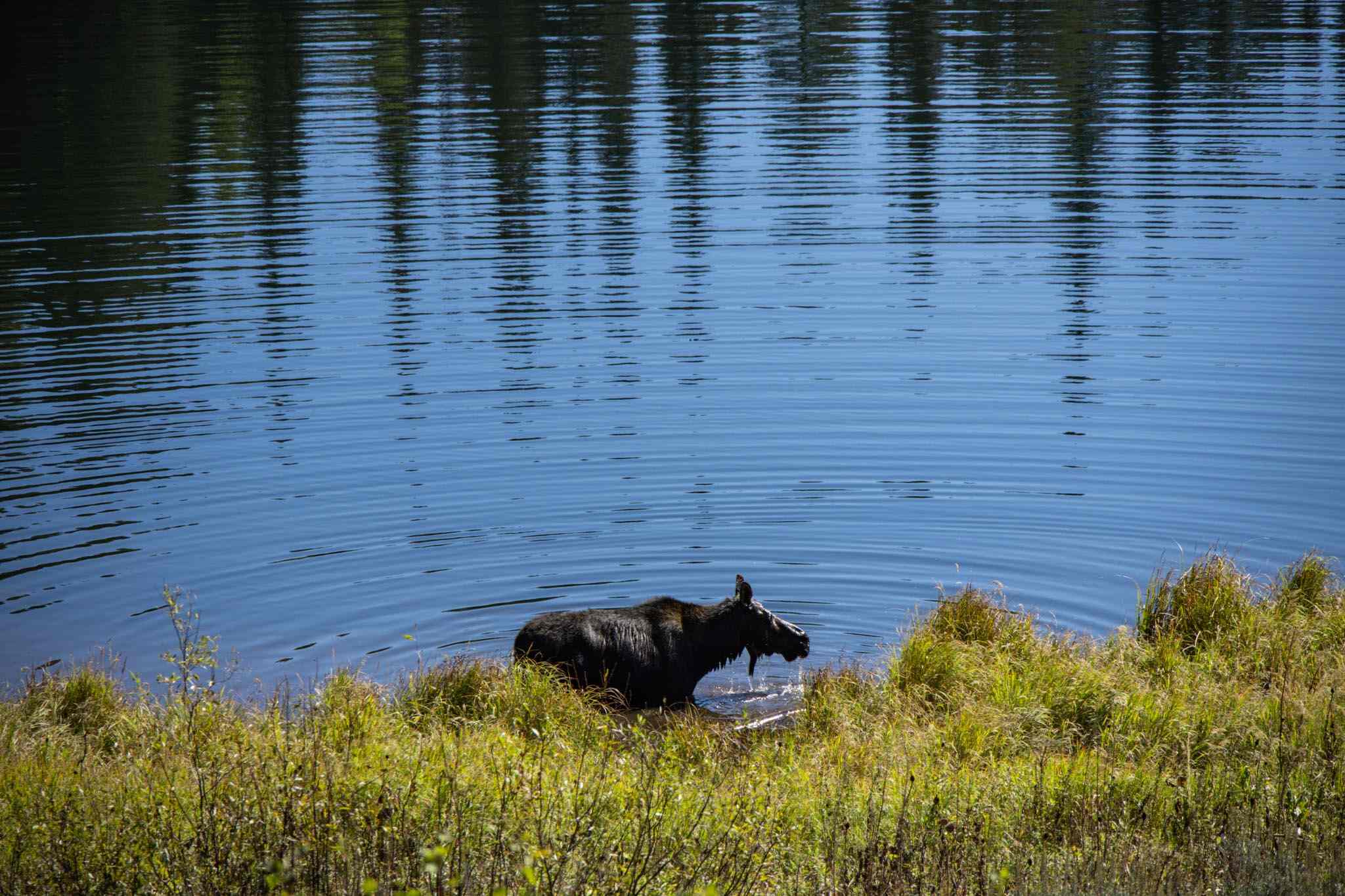 Moose Pond in Grand Teton NP