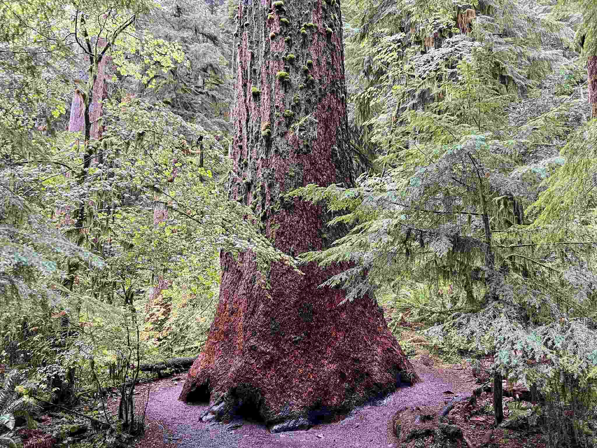 Olympic National Park