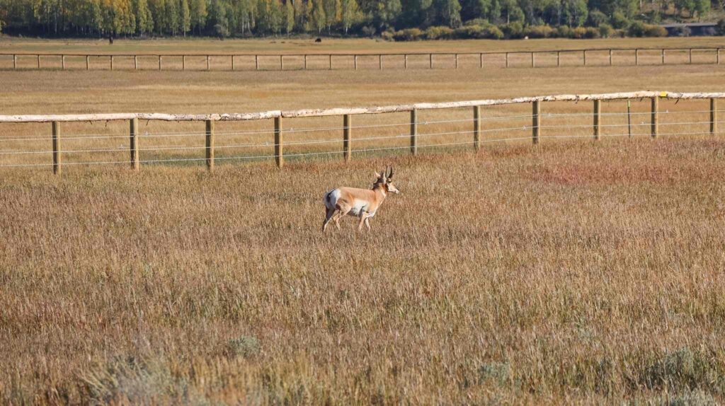 Wilde dieren  Grand Teton National Park