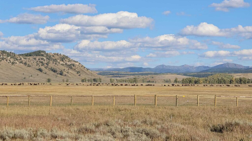 Wilde dieren Grand Teton National Park