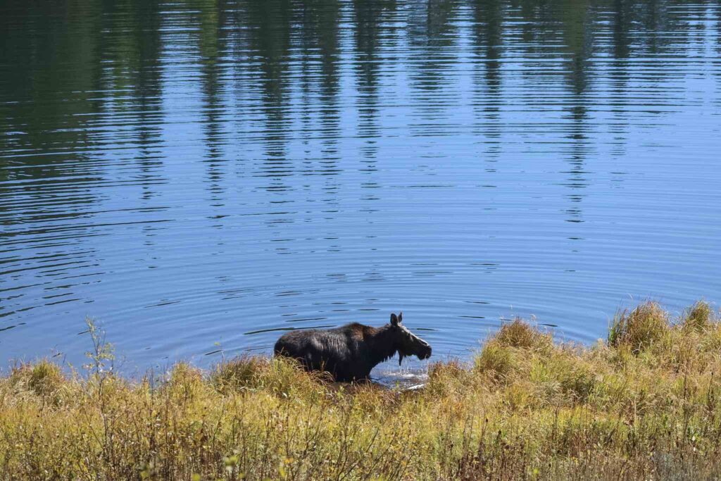 Moose Pond Trail Grand Teton National Park