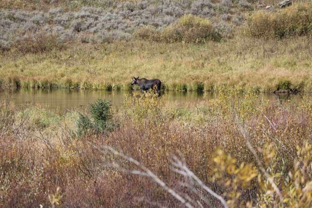 Moose Pond Trail Grand Teton National Park