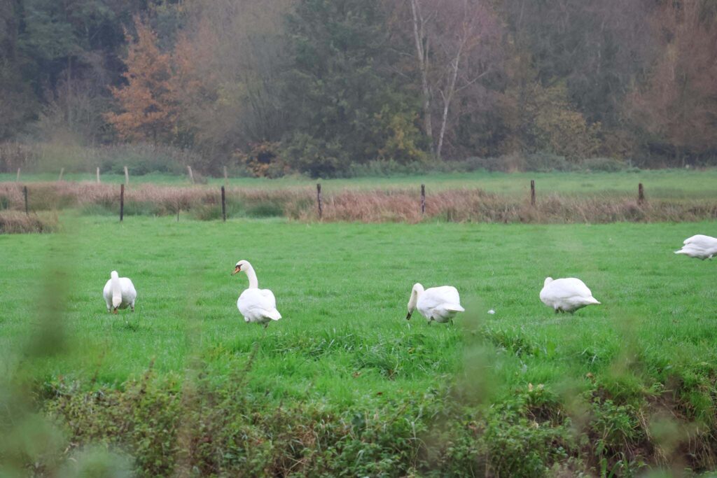 Treinstapper St Joris Weert - Leuven